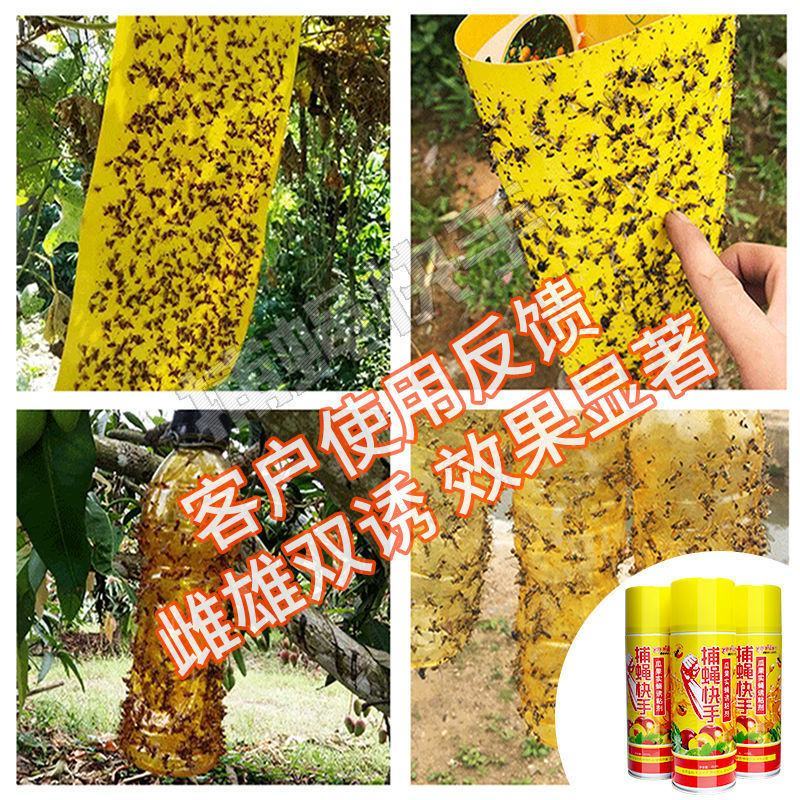 瓜果实蝇诱粘剂针蜂引诱剂果蝇诱捕药果蝇球诱蝇球双面粘虫板