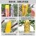 瓜果实蝇诱粘剂针蜂引诱剂果蝇诱捕药果蝇球诱蝇球双面粘虫板