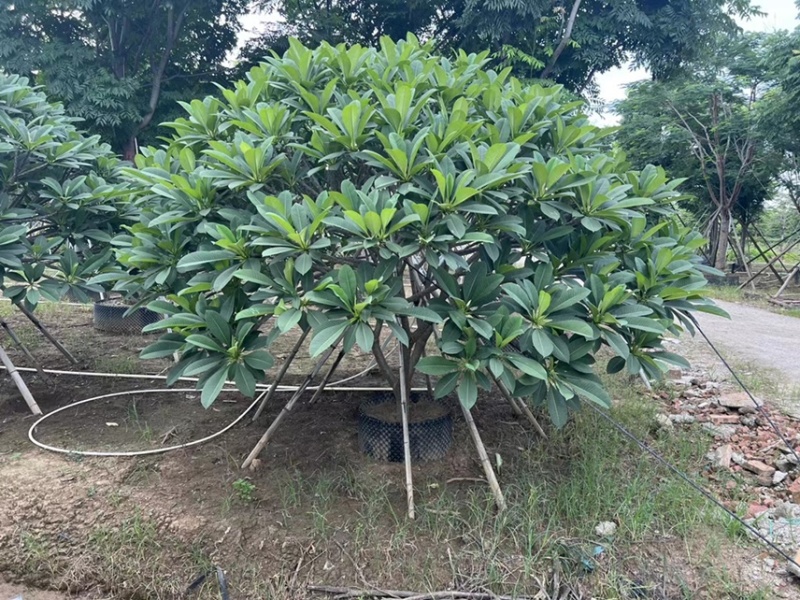 鸡蛋花，基地大量现货供应，欢迎各位客户咨询
