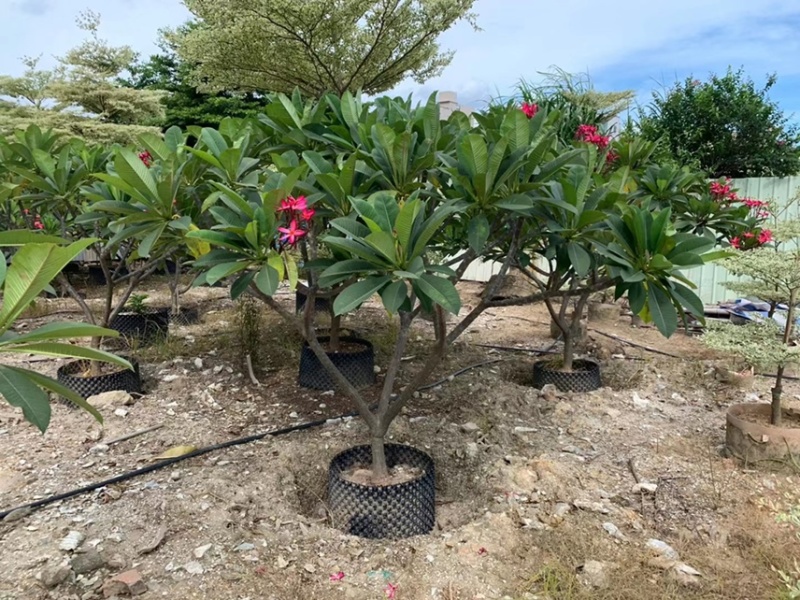 鸡蛋花，基地大量现货供应，欢迎各位客户咨询