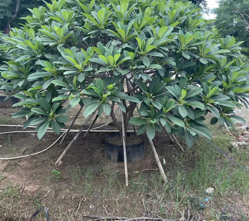 鸡蛋花，基地大量现货供应，欢迎各位客户咨询