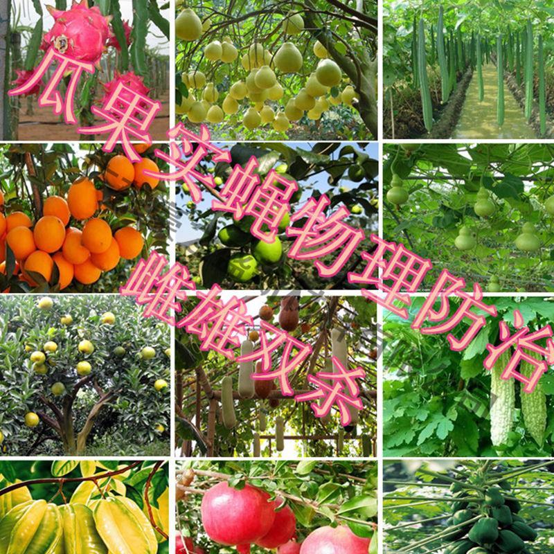 瓜果实蝇针蜂诱粘剂果树诱捕剂昆虫针蜂药喷雾杀虫喷雾果蝇诱