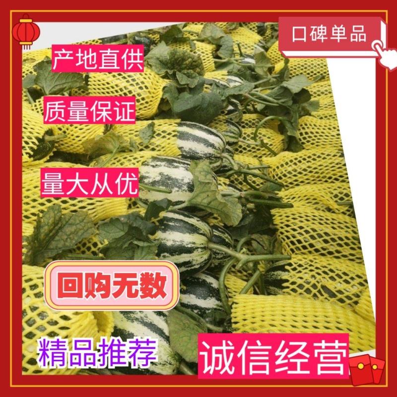 山东滨州博洋九甜瓜大量上市，品种齐全，价格合理产地直供。