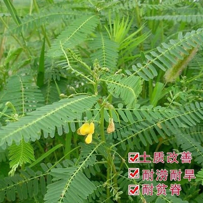 牧草绿肥种籽孑田箐种子果园土壤改善碱菁涝豆耐涝耐旱耐盐碱