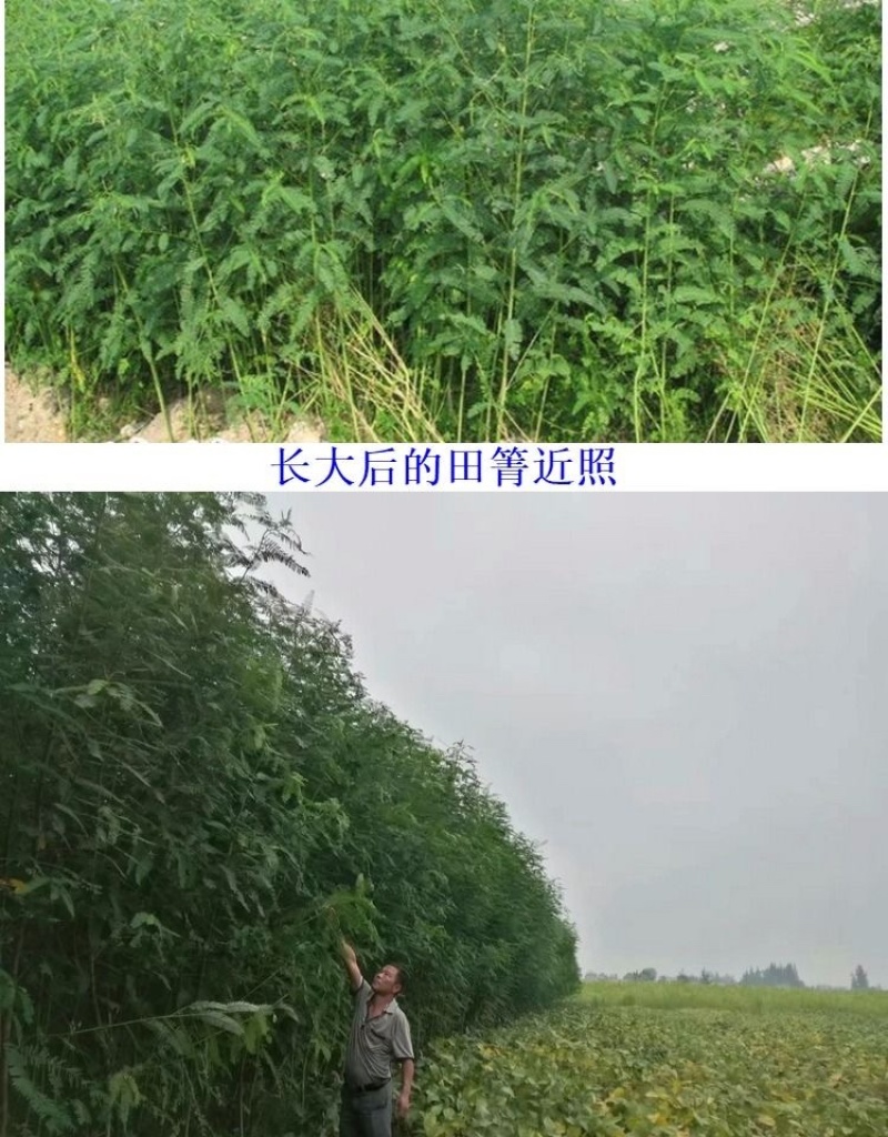 牧草绿肥种籽孑田箐种子果园土壤改善碱菁涝豆耐涝耐旱耐盐碱