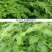 牧草绿肥种籽孑田箐种子果园土壤改善碱菁涝豆耐涝耐旱耐盐碱
