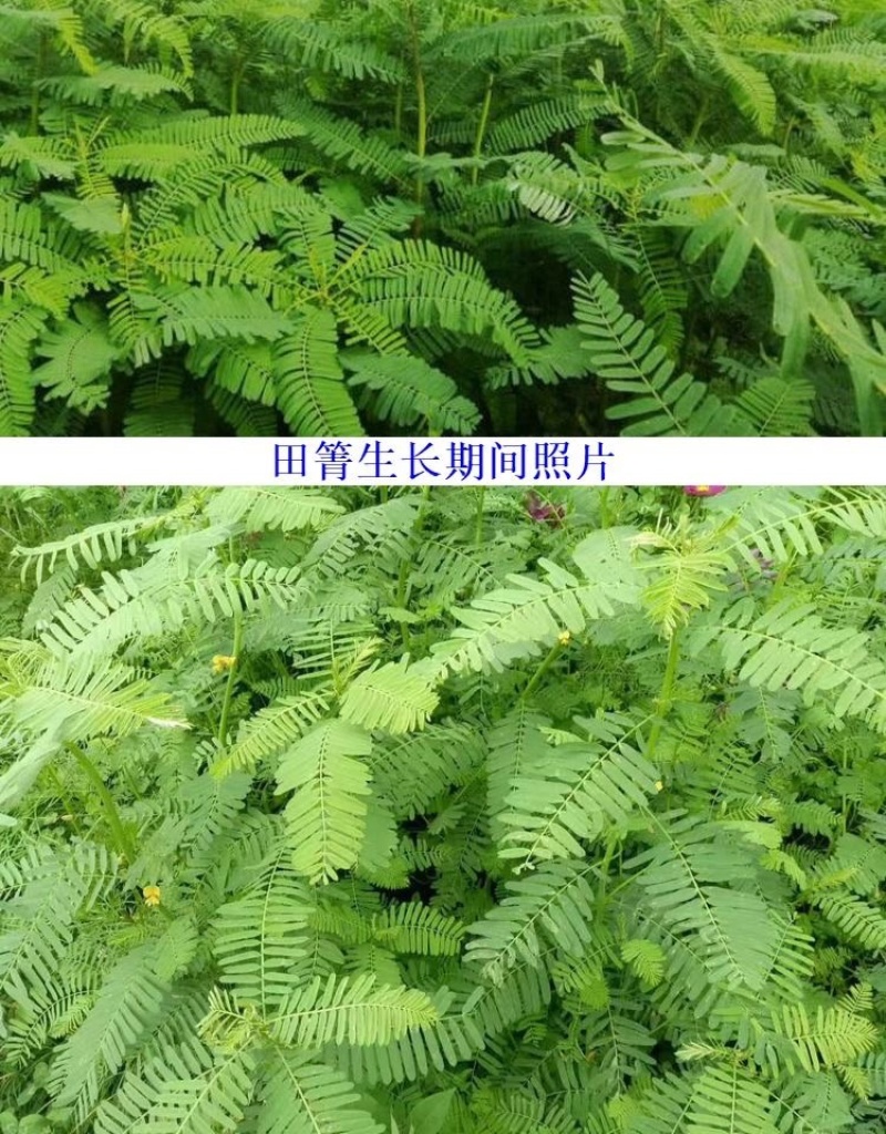 牧草绿肥种籽孑田箐种子果园土壤改善碱菁涝豆耐涝耐旱耐盐碱