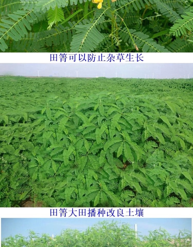牧草绿肥种籽孑田箐种子果园土壤改善碱菁涝豆耐涝耐旱耐盐碱