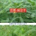 牧草绿肥种籽孑田箐种子果园土壤改善碱菁涝豆耐涝耐旱耐盐碱