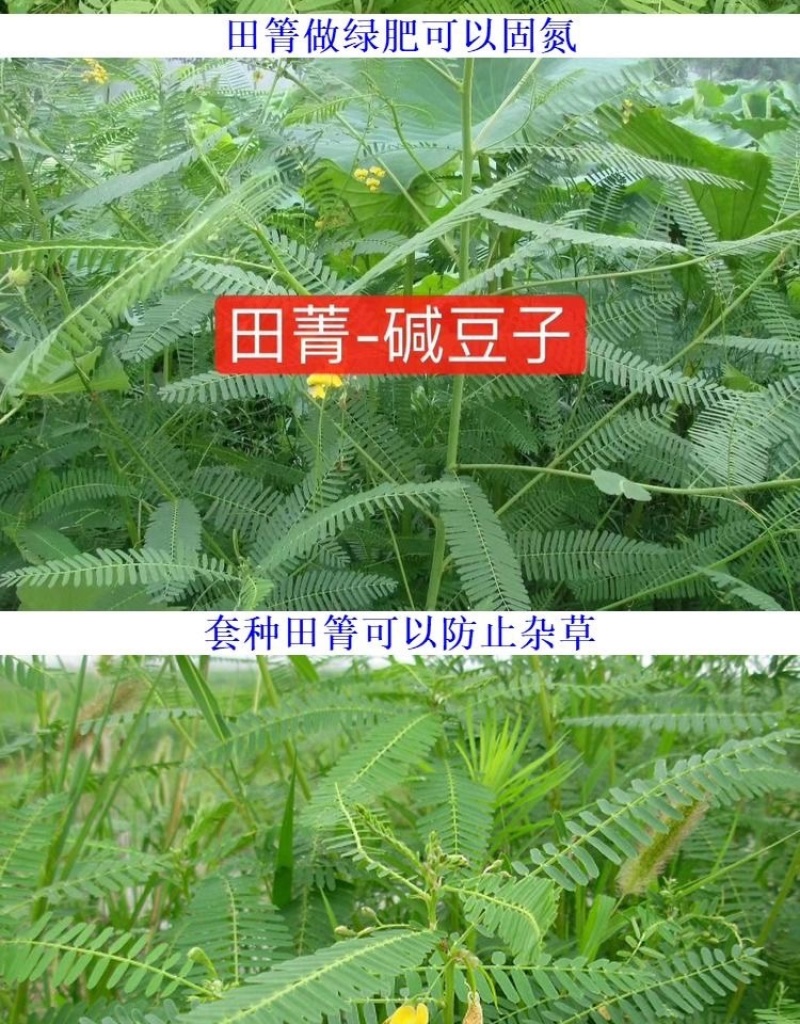 牧草绿肥种籽孑田箐种子果园土壤改善碱菁涝豆耐涝耐旱耐盐碱