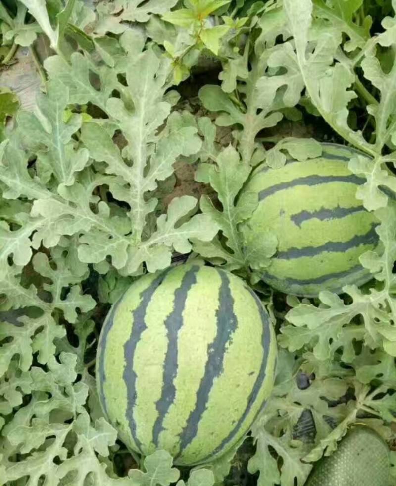 特大抗枯二号西瓜籽西瓜种子大棚种植早熟抗病耐四季蔬菜种孑