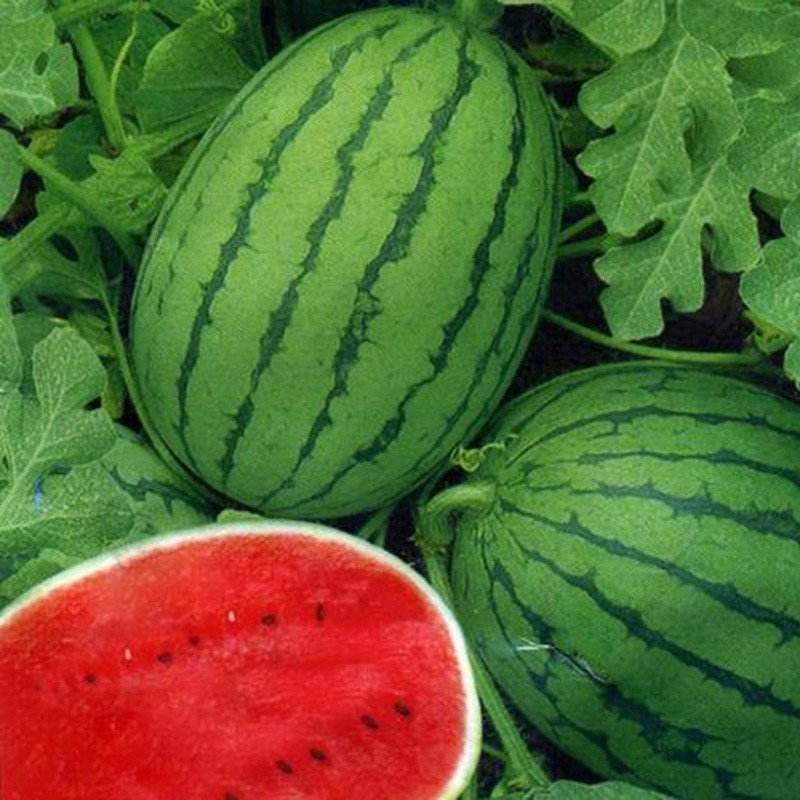 特大抗枯二号西瓜籽西瓜种子大棚种植早熟抗病耐四季蔬菜种孑