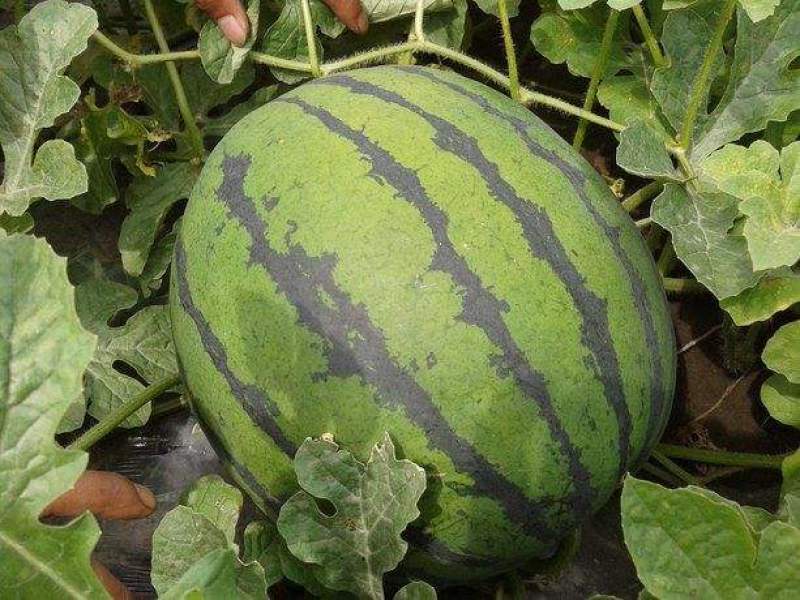 特大抗枯二号西瓜籽西瓜种子大棚种植早熟抗病耐四季蔬菜种孑