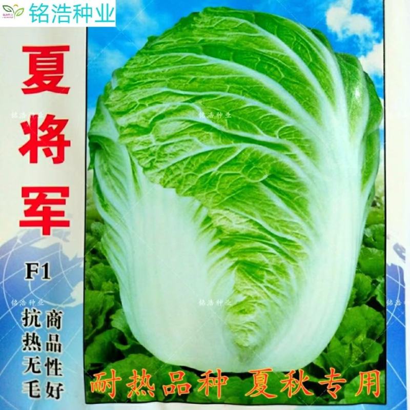 青诚夏宝白菜种子抗病耐热耐湿囗感好亩产6000公斤短圆筒