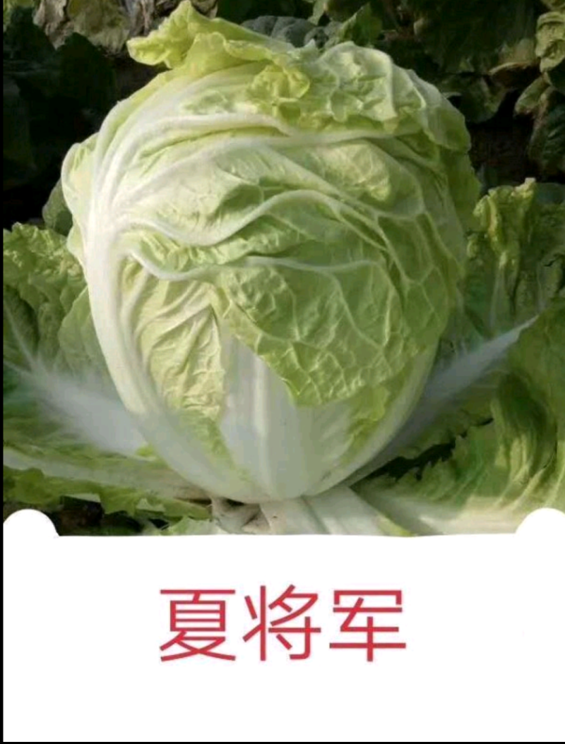 青诚夏宝白菜种子抗病耐热耐湿囗感好亩产6000公斤短圆筒