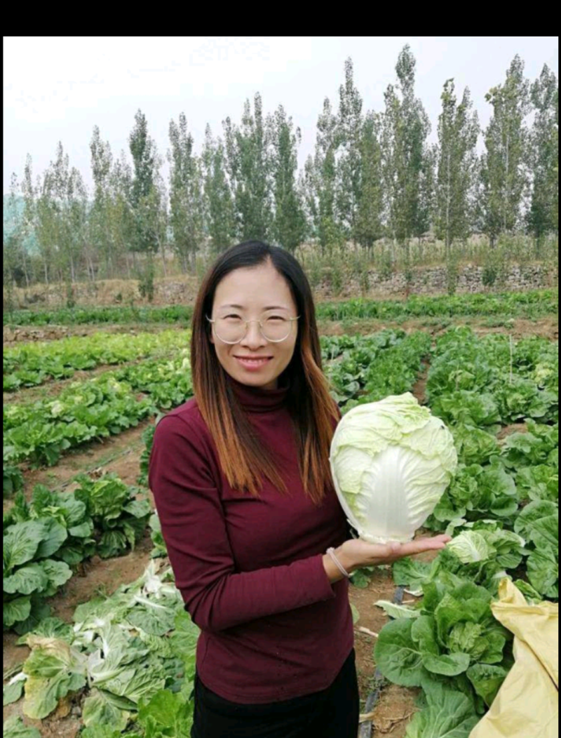青诚夏宝白菜种子抗病耐热耐湿囗感好亩产6000公斤短圆筒