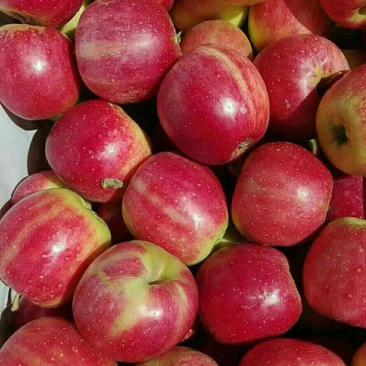 辽宁铁岭苹果123苹果产地直发大量供应货源充足