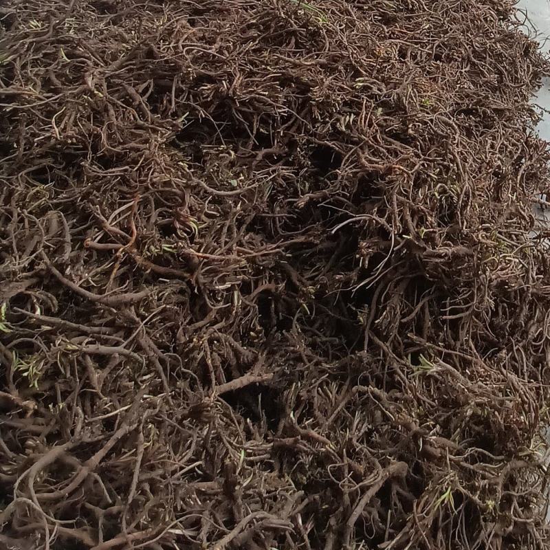 品质保证自产自销柴胡长期供应保质保量不容错过