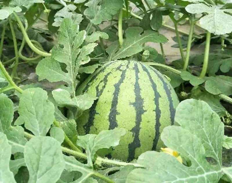抗重茬早冠龙西瓜种子耐重茬西瓜种早熟甜冠巨型懒汉西瓜种籽