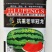 抗重茬早冠龙西瓜种子耐重茬西瓜种早熟甜冠巨型懒汉西瓜种籽