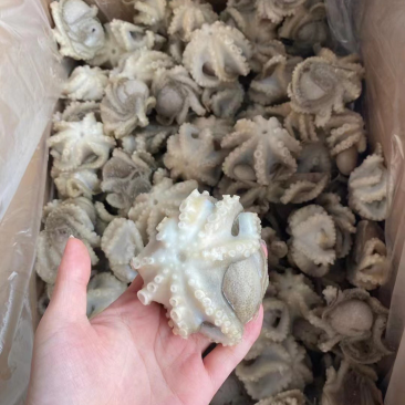 盐磨小八爪，原浆短腿八爪加工，成熟工厂。品质保证。