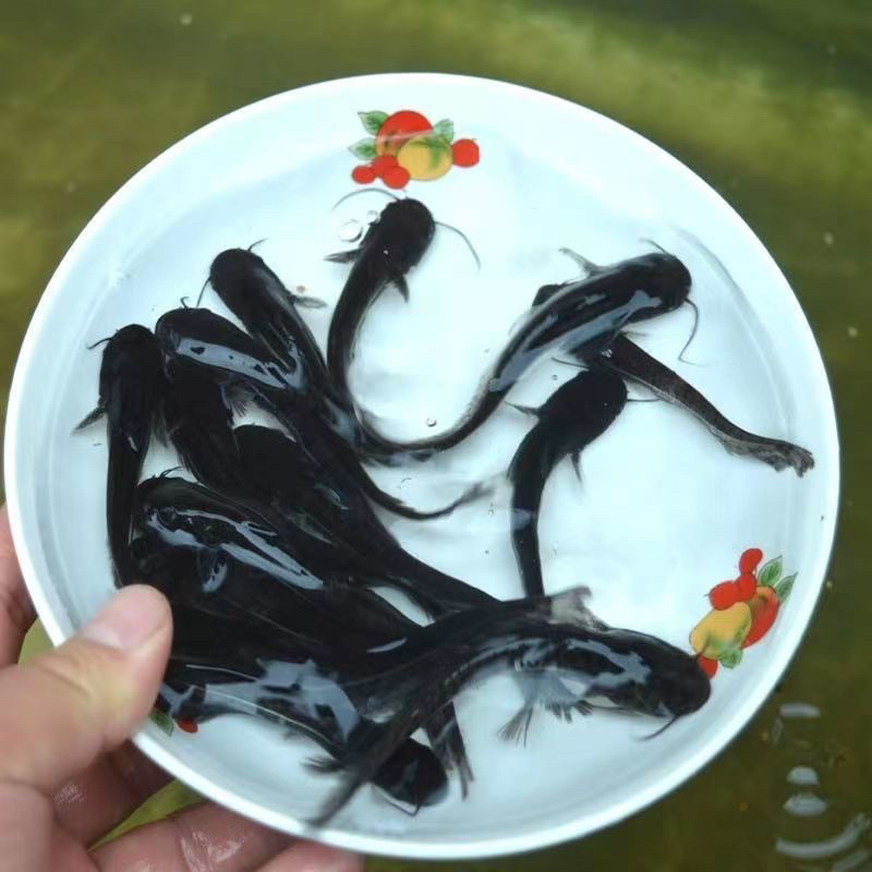 基地直销，全国发货南方杂交大口鲶鱼苗清理杂鱼好帮手