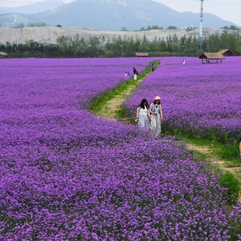 柳叶马鞭草种子多年生紫色花卉种孑四季播易种易活庭院景观花