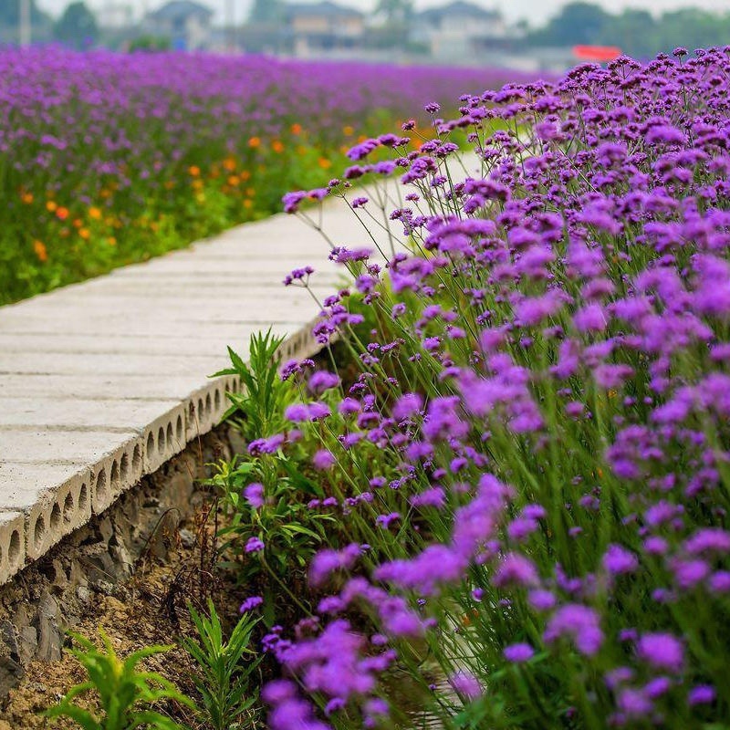 柳叶马鞭草种子多年生紫色花卉种孑四季播易种易活庭院景观花