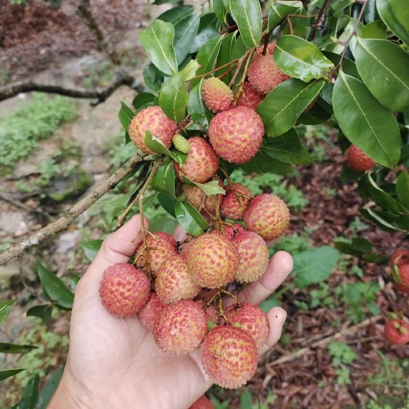广东阳春贵味荔枝