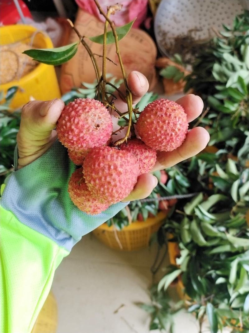 广东阳春贵味荔枝