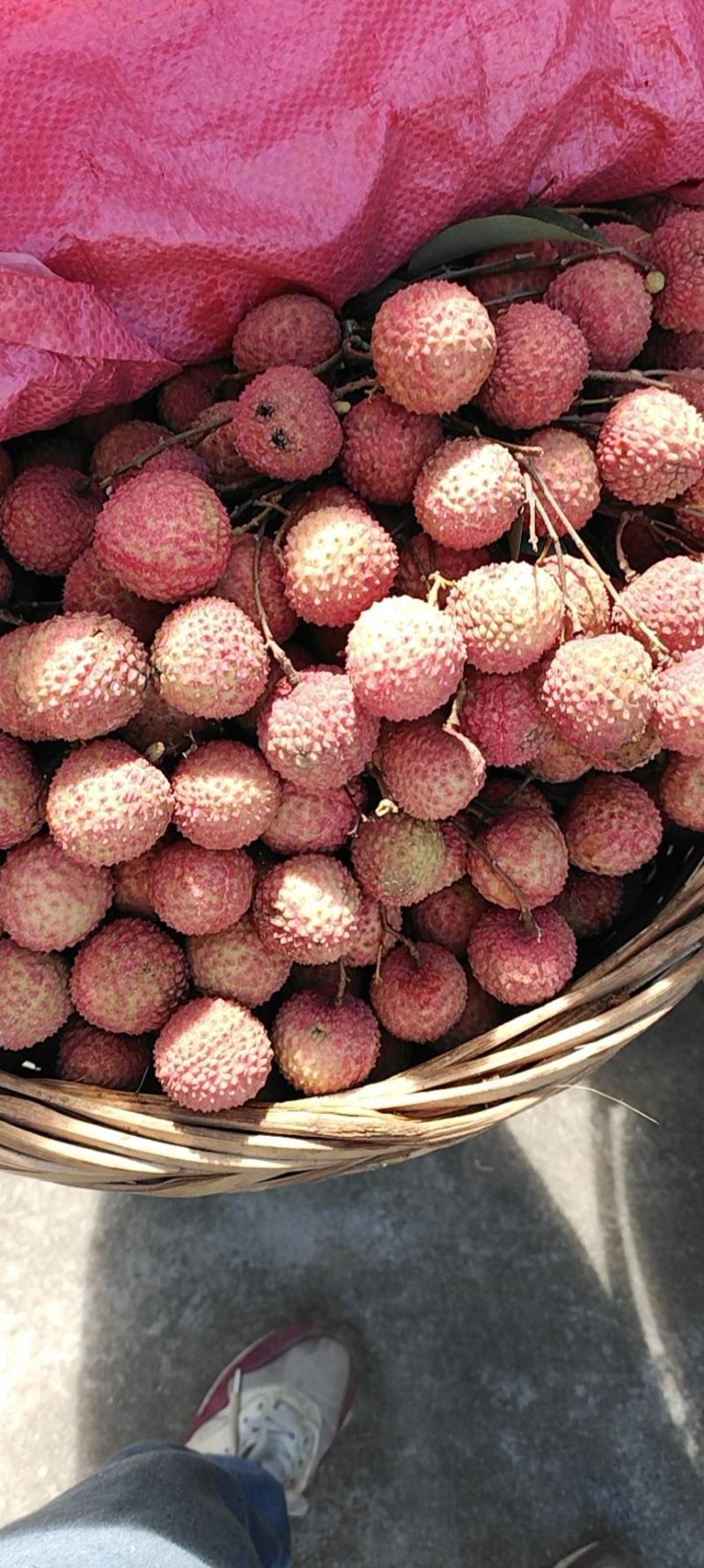 广东阳春贵味荔枝