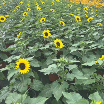 郫县基地向日葵量大从有优惠