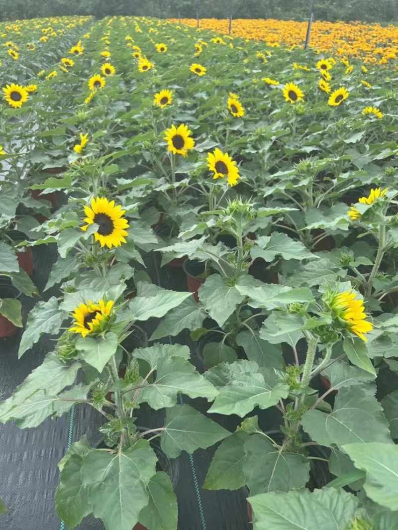 郫县基地向日葵量大从有优惠