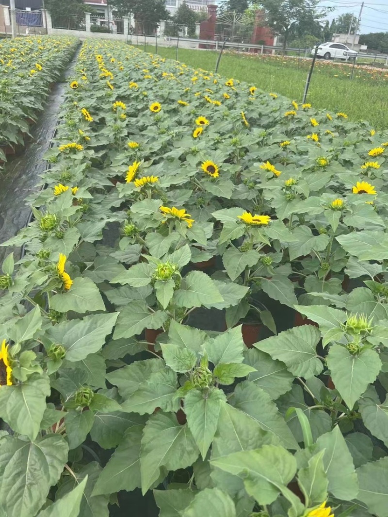 郫县基地向日葵量大从有优惠
