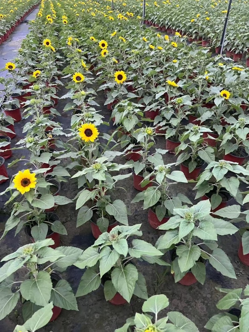 郫县基地向日葵量大从有优惠