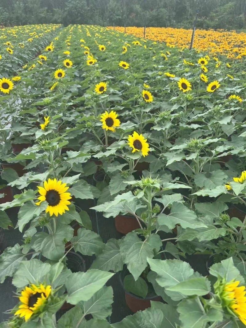 郫县基地向日葵量大从有优惠