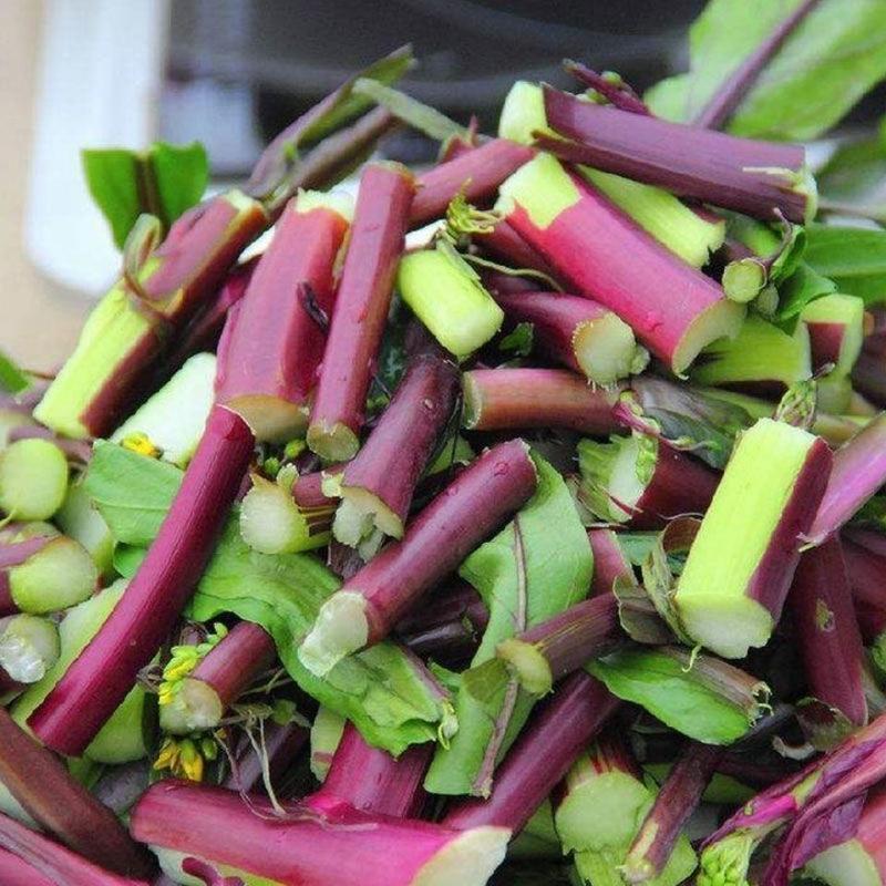 十月红菜苔种子早熟高产过冬蔬菜春季秋季种植阳台抗病寒种籽