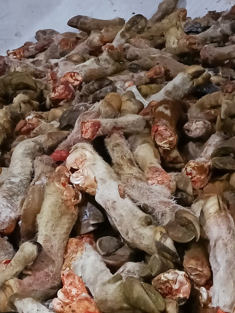 内蒙古锡林郭勒盟草地牛蹄，实图拍摄，大量现货，便宜出。