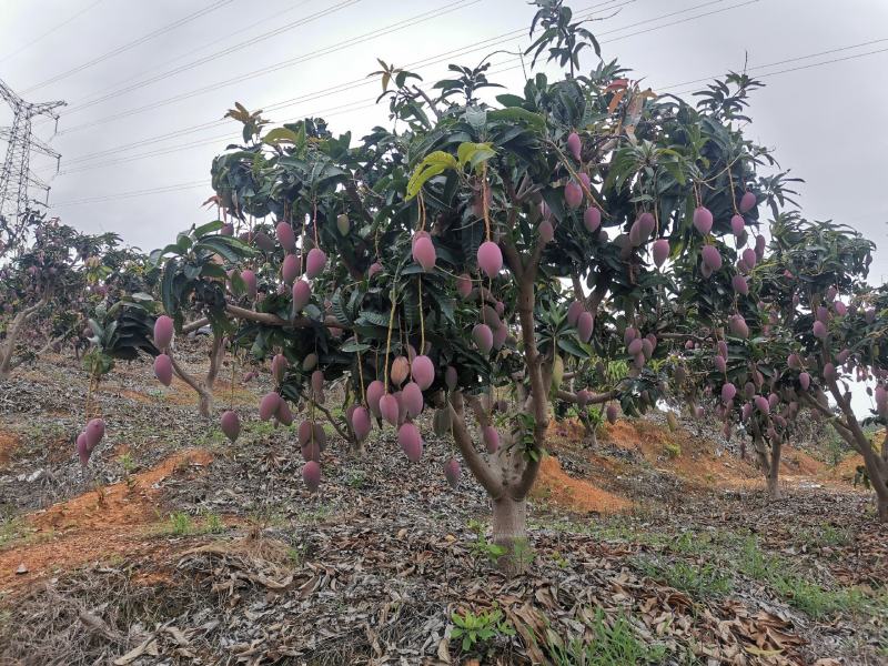 百色贵妃芒对接社区团购电商平台支持一件代发电话联系