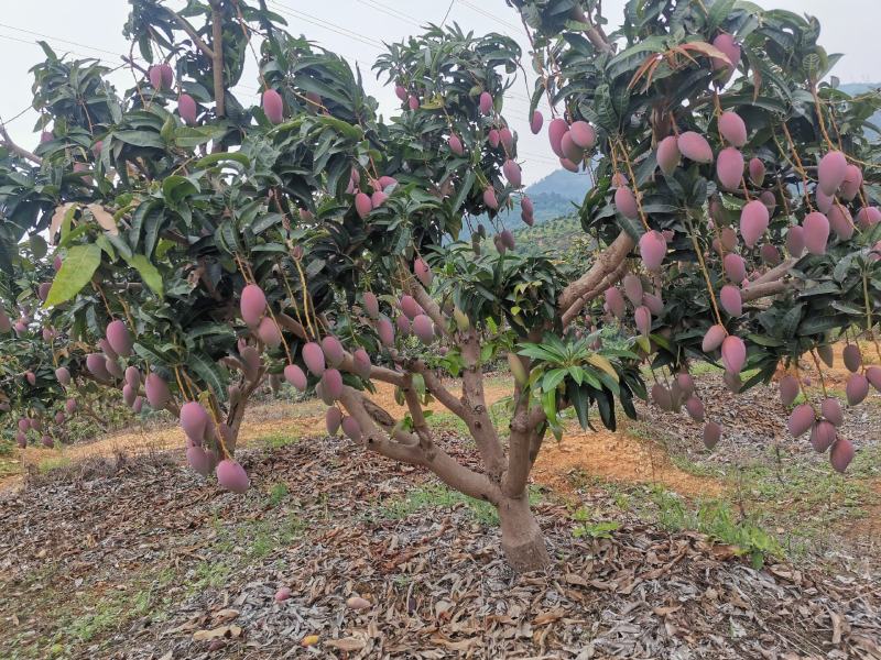 百色贵妃芒对接社区团购电商平台支持一件代发电话联系