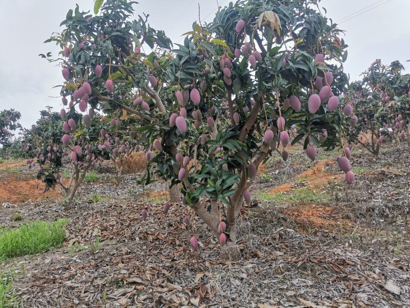 百色贵妃芒对接社区团购电商平台支持一件代发电话联系