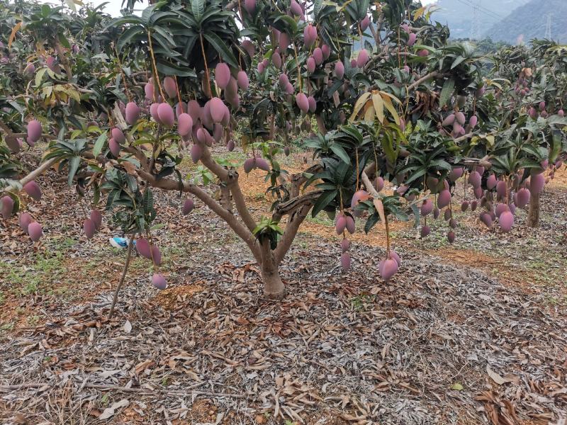 百色贵妃芒对接社区团购电商平台支持一件代发电话联系