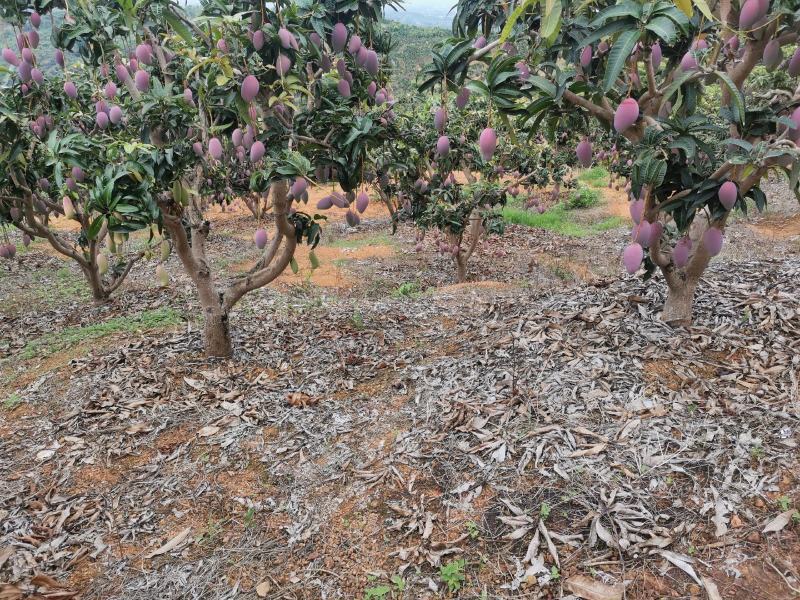 百色贵妃芒对接社区团购电商平台支持一件代发电话联系