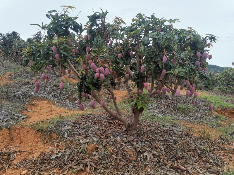 百色贵妃芒对接社区团购电商平台支持一件代发电话联系