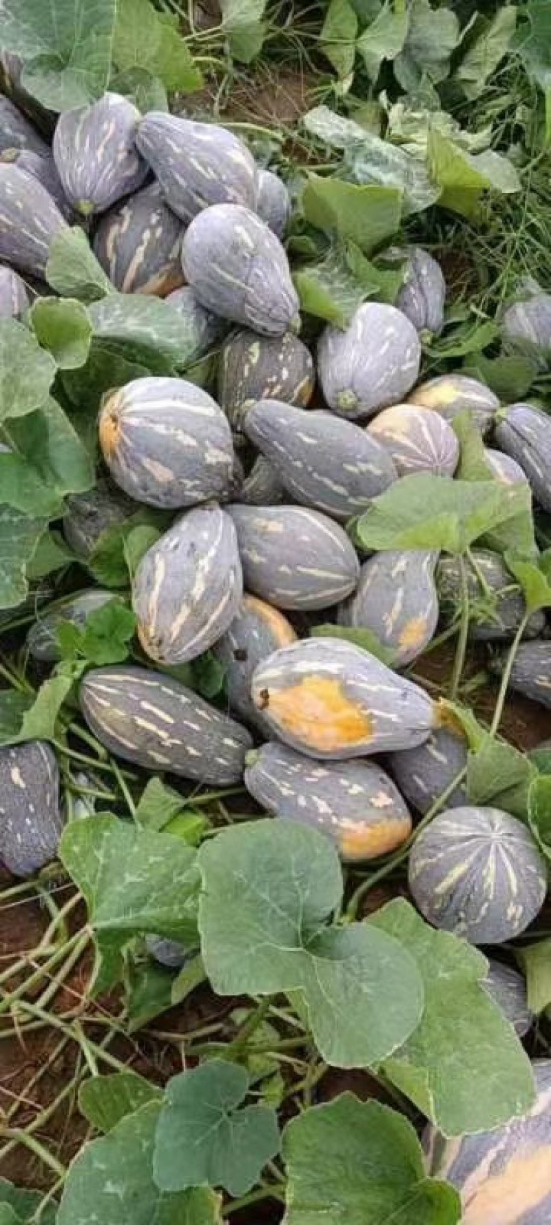 香芋南瓜肉多香甜产地直发量大从优可视频可来产地看货