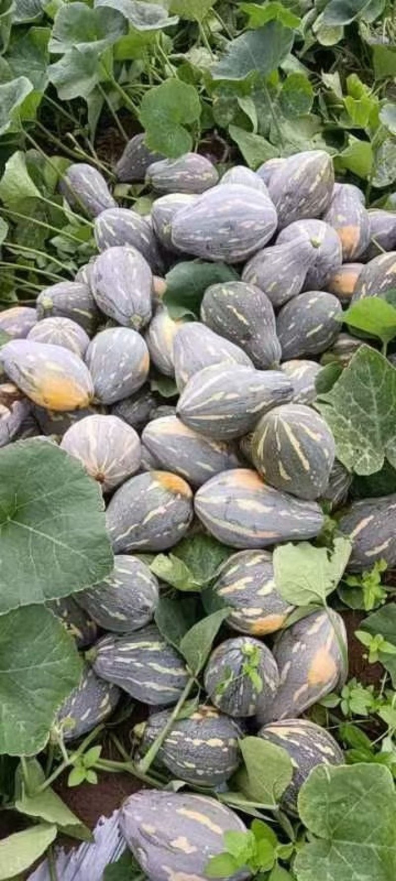 香芋南瓜肉多香甜产地直发量大从优可视频可来产地看货