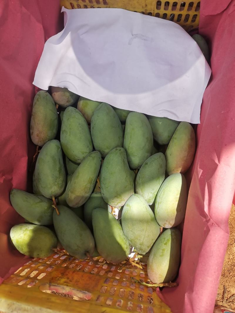 百色芒果小金煌3两起步或者4两起步电话联系
