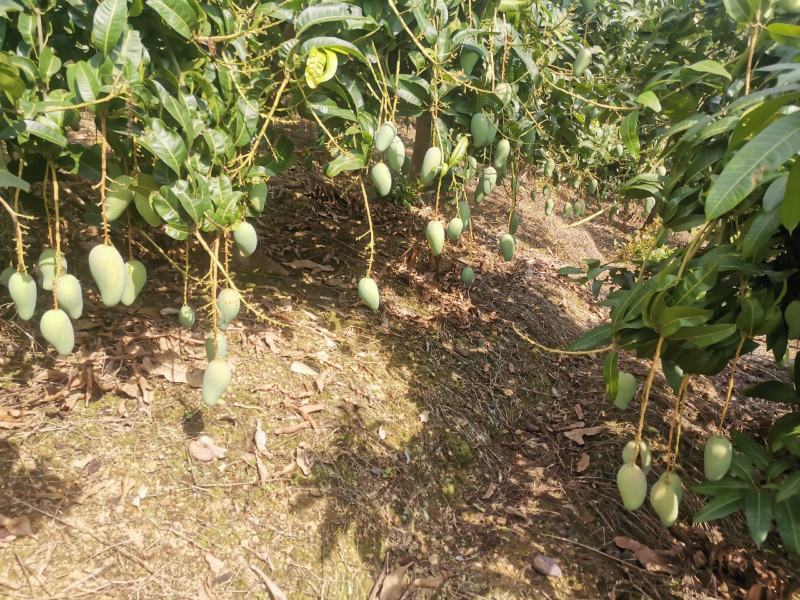 百色芒果小金煌3两起步或者4两起步电话联系