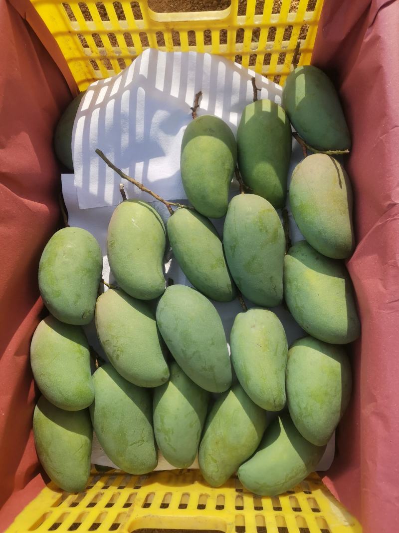 百色芒果小金煌3两起步或者4两起步电话联系