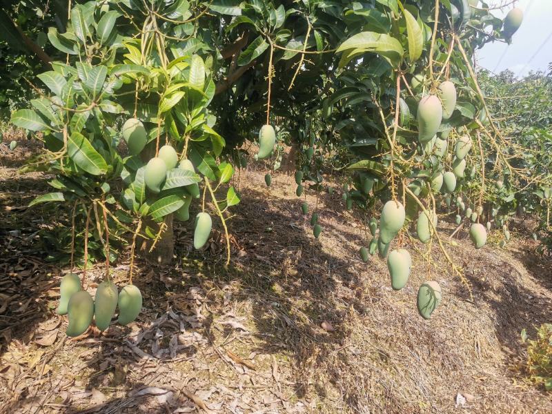 百色芒果小金煌3两起步或者4两起步电话联系